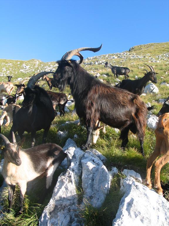 Tourist Farm Zvanc Kobarid Kültér fotó