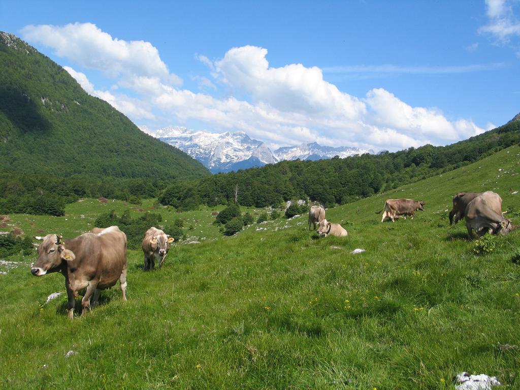 Tourist Farm Zvanc Kobarid Kültér fotó